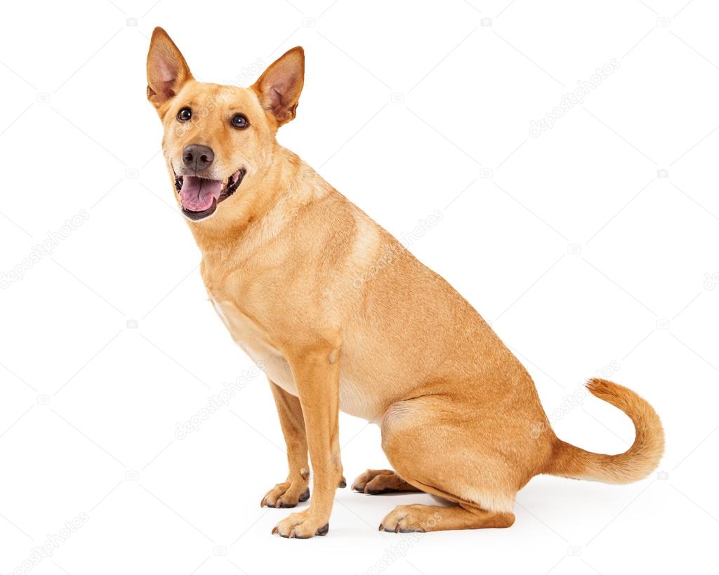 Carolina Dog Sitting Profile