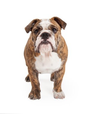 Dört gözle İngilizce Bulldog ayakta