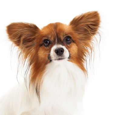 Papillon köpek portre
