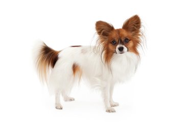 Papillon köpek ayakta