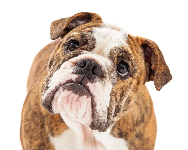 Attento Bulldog inglese Primo piano — Foto Stock