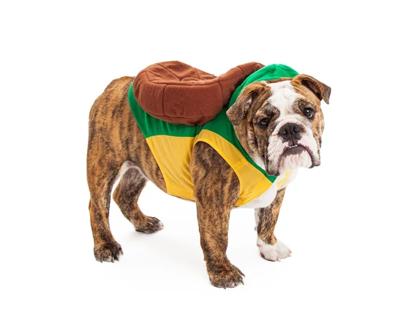 Bulldog giyen kaplumbağa kostümü — Stok fotoğraf