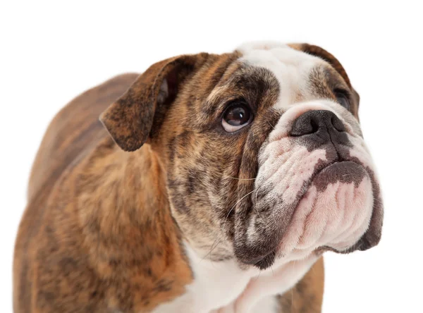 Engelsk bulldogg närbild allvarliga uttryck — Stockfoto