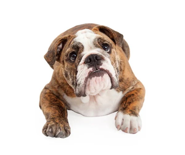 English Bulldog Laying Looking Up — Stock Photo, Image