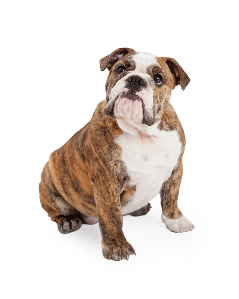 Englische Bulldogge sitzt und schaut auf — Stockfoto