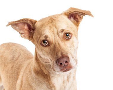 Chihuahua Corgi Mix closeup