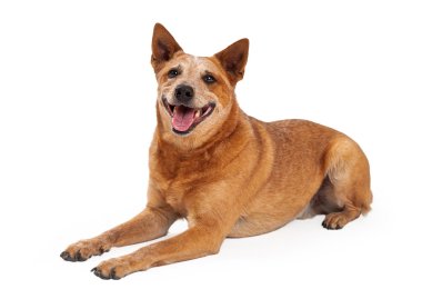 Mutlu kırmızı SPLIT köpek döşeme
