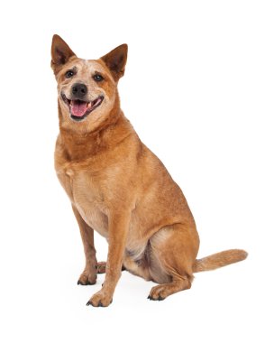 Kırmızı SPLIT köpek oturma yan