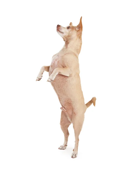 Chihuahua-Hund tanzt — Stockfoto