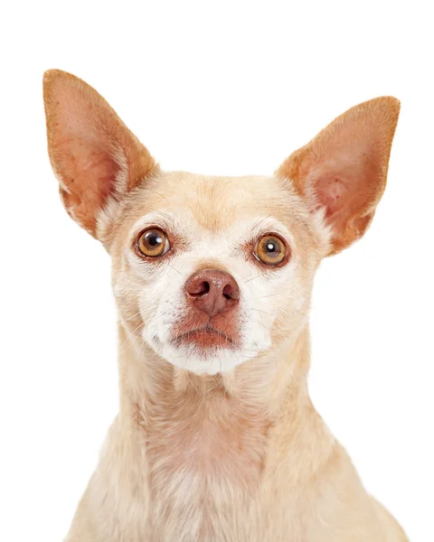 Chihuahua köpek closeup — Stok fotoğraf