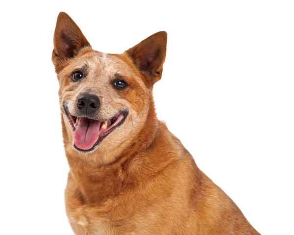 Röd Heeler närbild glad — Stockfoto