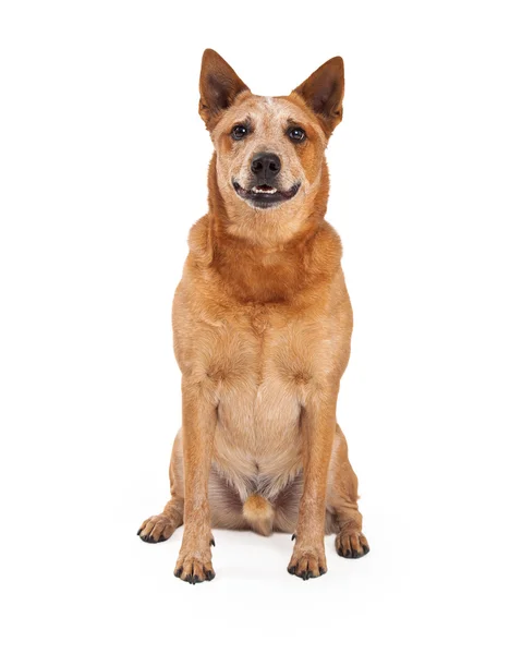 Rode Heeler hond vergadering Looking Forward — Stockfoto