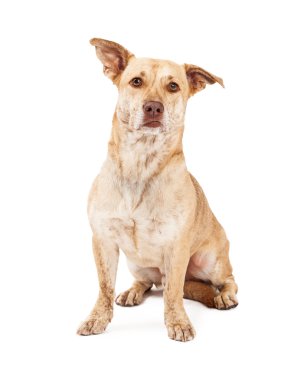 Galce Corgi ve Chihuahua azman