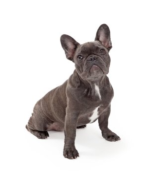 Mavi Fransız buldozer