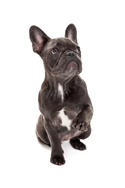 Blauwe Franse Bulldog Paw omhoog — Stockfoto
