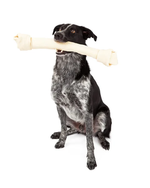 Border Collie trägt Knochen — Stockfoto