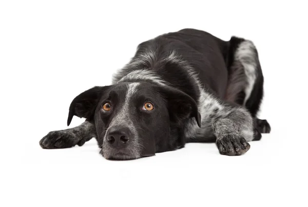 Border Collie Laying Head Down — Stock Photo, Image