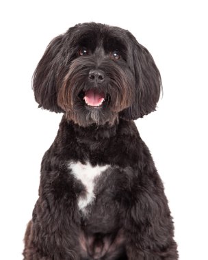 Tibet Terrier köpek portre