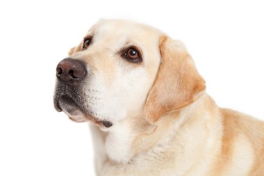 Portre sarı Labrador köpek