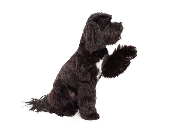 Tibetan Terrier Dog Sitting With Paw Shake — Stock Photo, Image