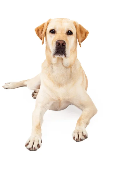 Uppmärksamma gul Labrador Retriever om — Stockfoto