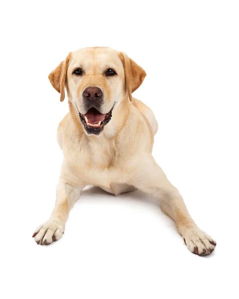 可爱的拉布拉多犬黄色 — 图库照片