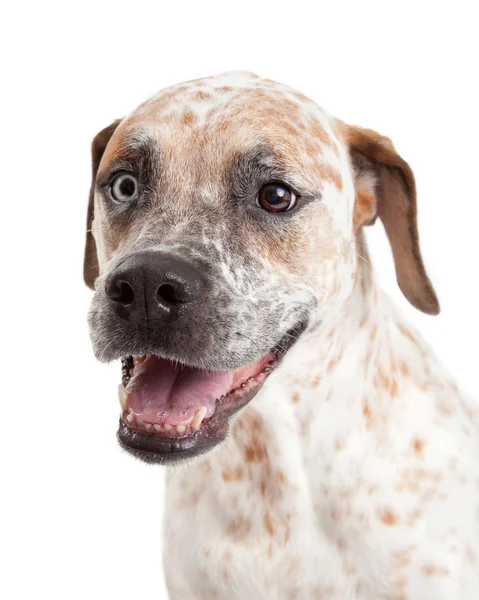 Feliz Ganado Perro Mezcla Primer plano — Foto de Stock