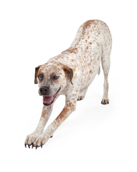 Pointer Crossbreed Bowing — Stock Photo, Image