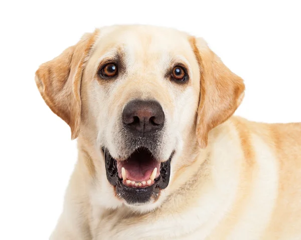 Joyeux chien jaune Labrador Gros plan — Photo