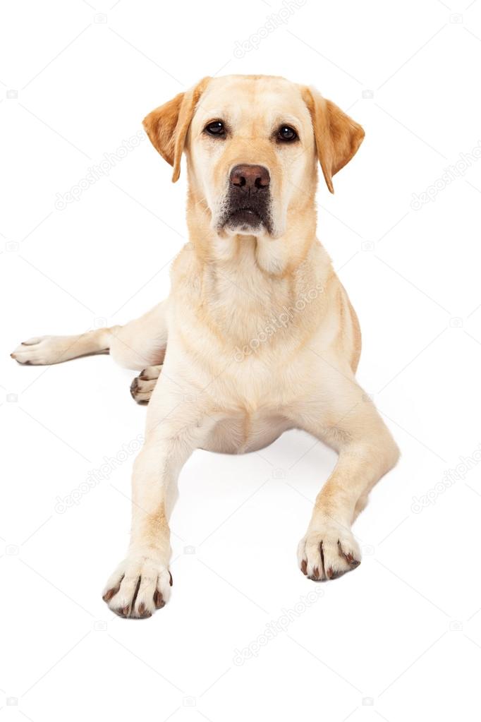 Attentive Yellow Labrador Retriever Laying