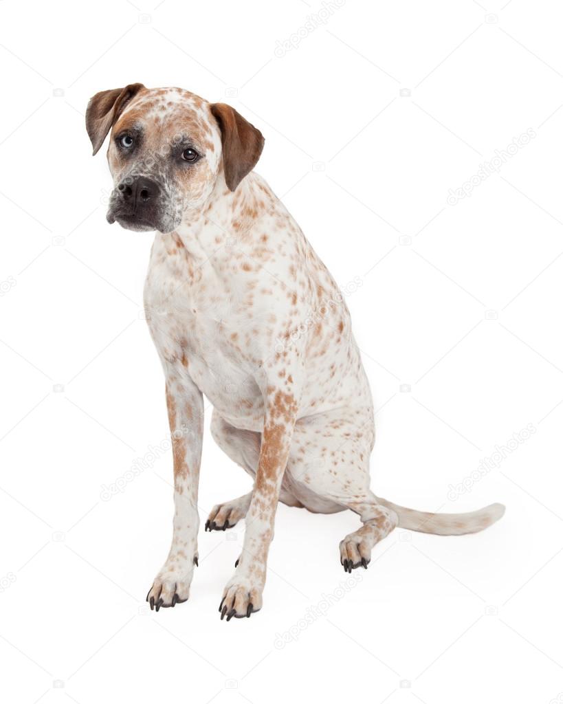 boxer pointer mix boxer pointer mix