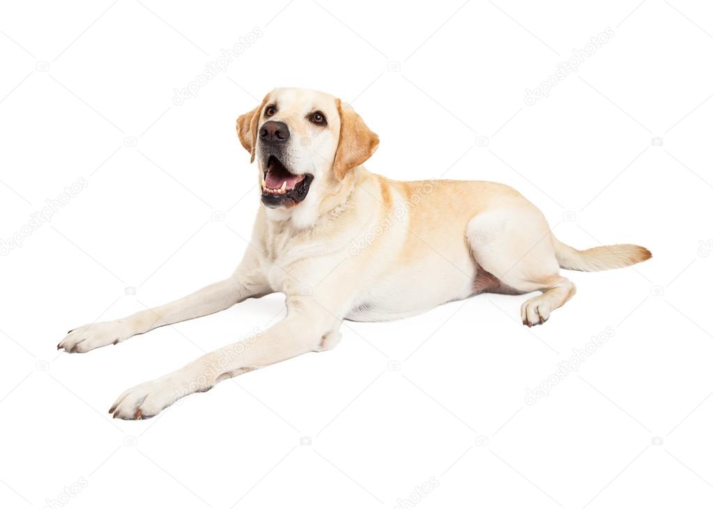 Happy Labrador Dog Laying to Side