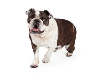Mutlu Bulldog ileri yürüyüş