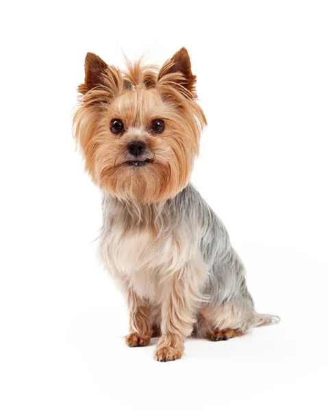 Attentive Yorkshire Terrier Dog Sitting — Stock Photo, Image