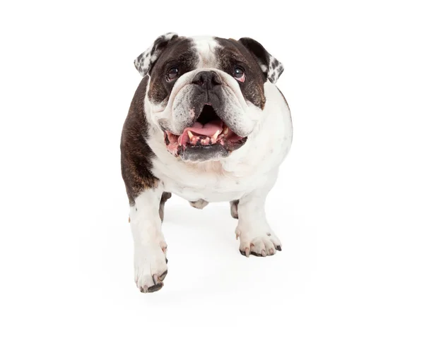 Nahaufnahme einer Bulldogge, die vorwärts geht — Stockfoto