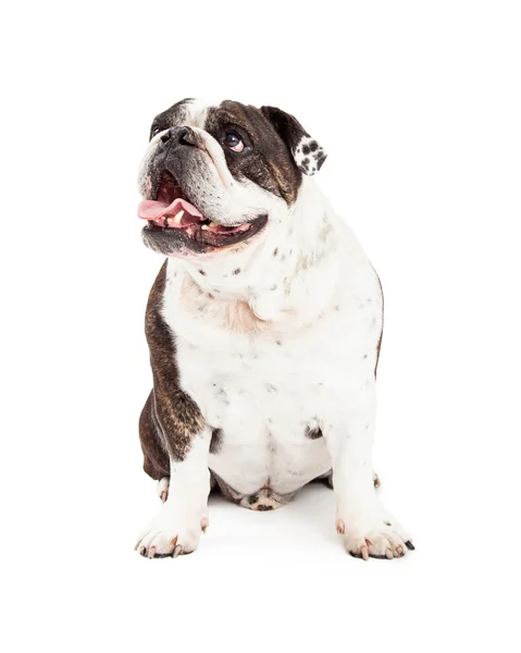 Meraklı Bulldog oturma ve ararken — Stok fotoğraf