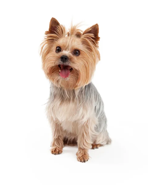 Cute Yorkshire Terrier Dog Sitting — Stock Photo, Image