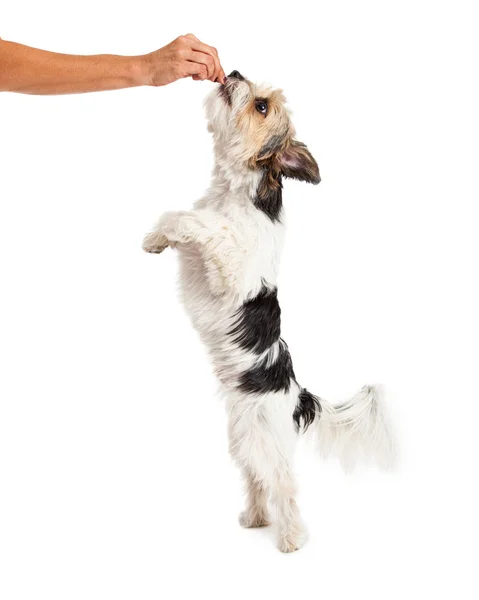 ShihTzu Crossbreed begging for Treat — стоковое фото