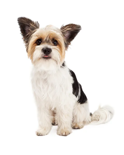 Yorkshire Terrier and ShihTzu Crossbreed Sitting Stock Image