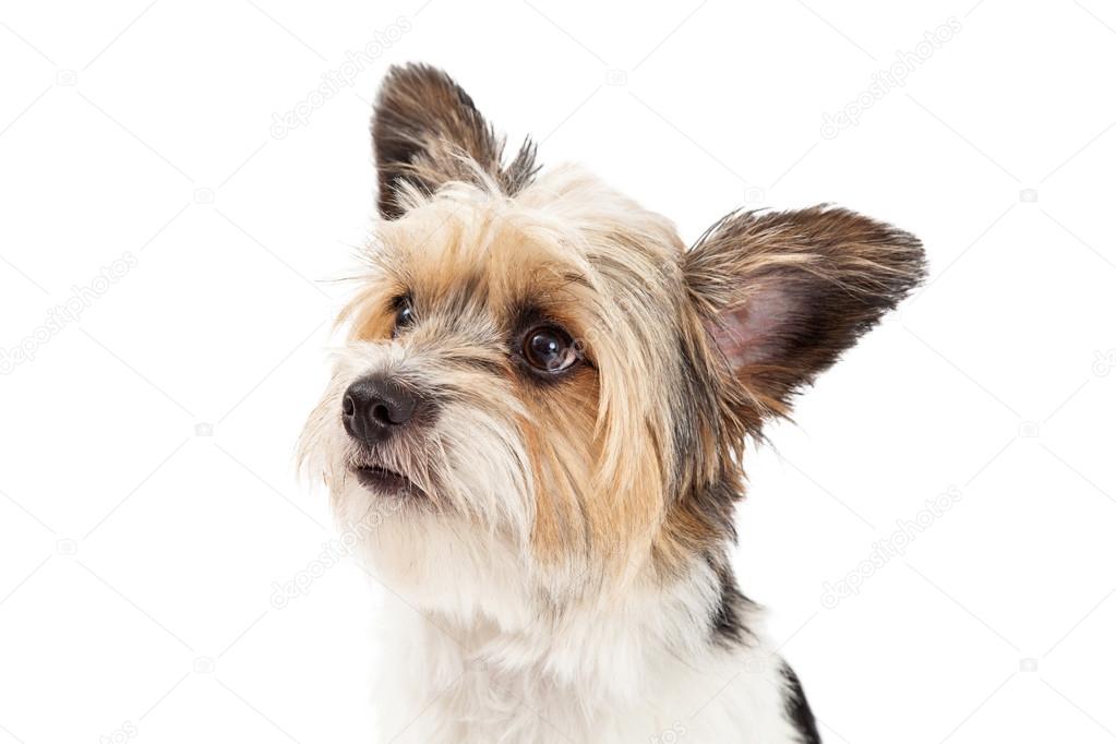 Primer Corte Corte De Raza Shih Tzu Peluquería Canina Corte De