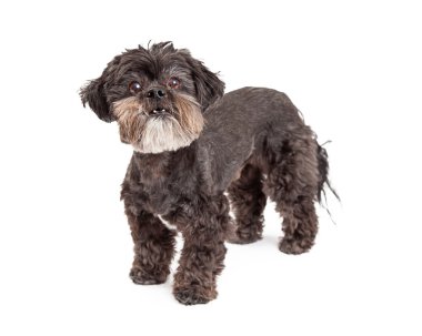 Karışık cins küçük köpek ayakta uyar