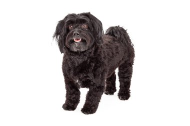 Ağzını açık duran özenli Havanese köpek
