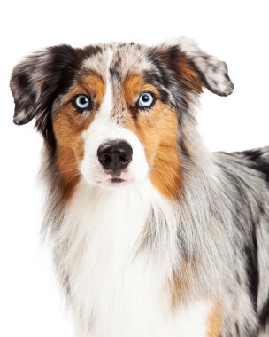 Avustralyalı çoban köpeğinin güzel Headshot
