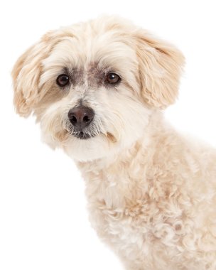 Malta ve fino köpeği Mix köpek güzel Headshot