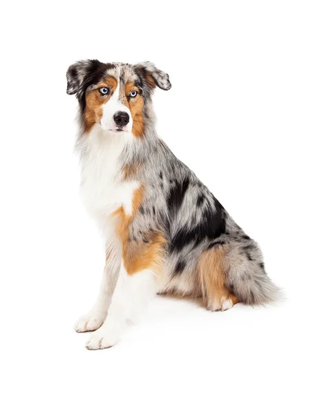 Uppmärksamma Australian Shepherd Dog — Stockfoto