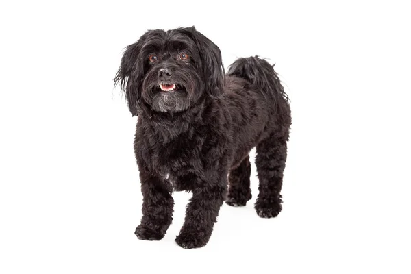 Attentive Havanese Dog Standing With Mouth Open — Stock Photo, Image