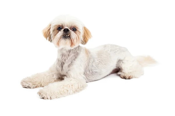 Attentive Maltese and Poodle Mix Dog Laying — Stock Photo, Image