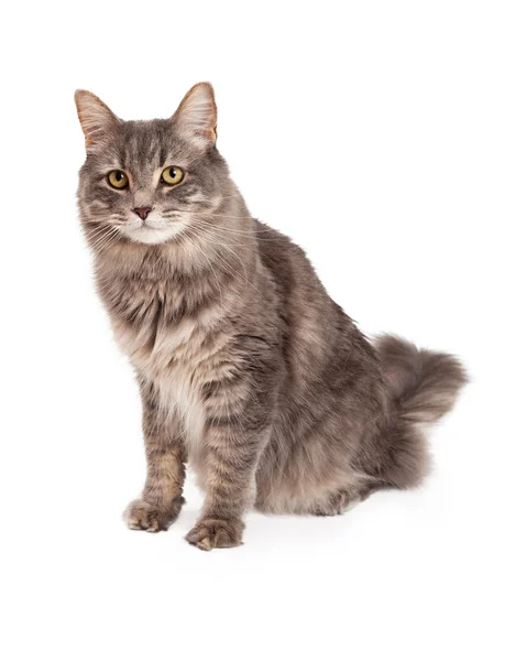 Attentive Tabby Cat Sitting — Stock Photo, Image