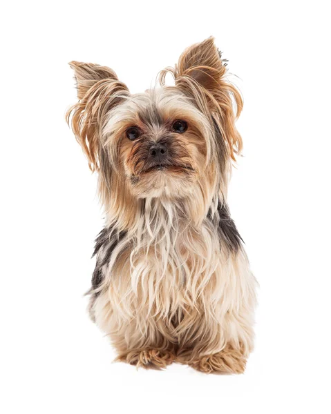 Attento Yorkshire Terrier cane seduto guardando avanti — Foto Stock