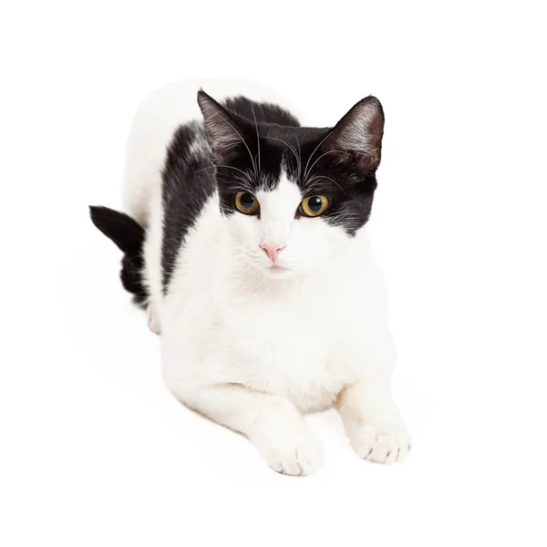 Colocación de gato blanco y negro con patas extendidas —  Fotos de Stock
